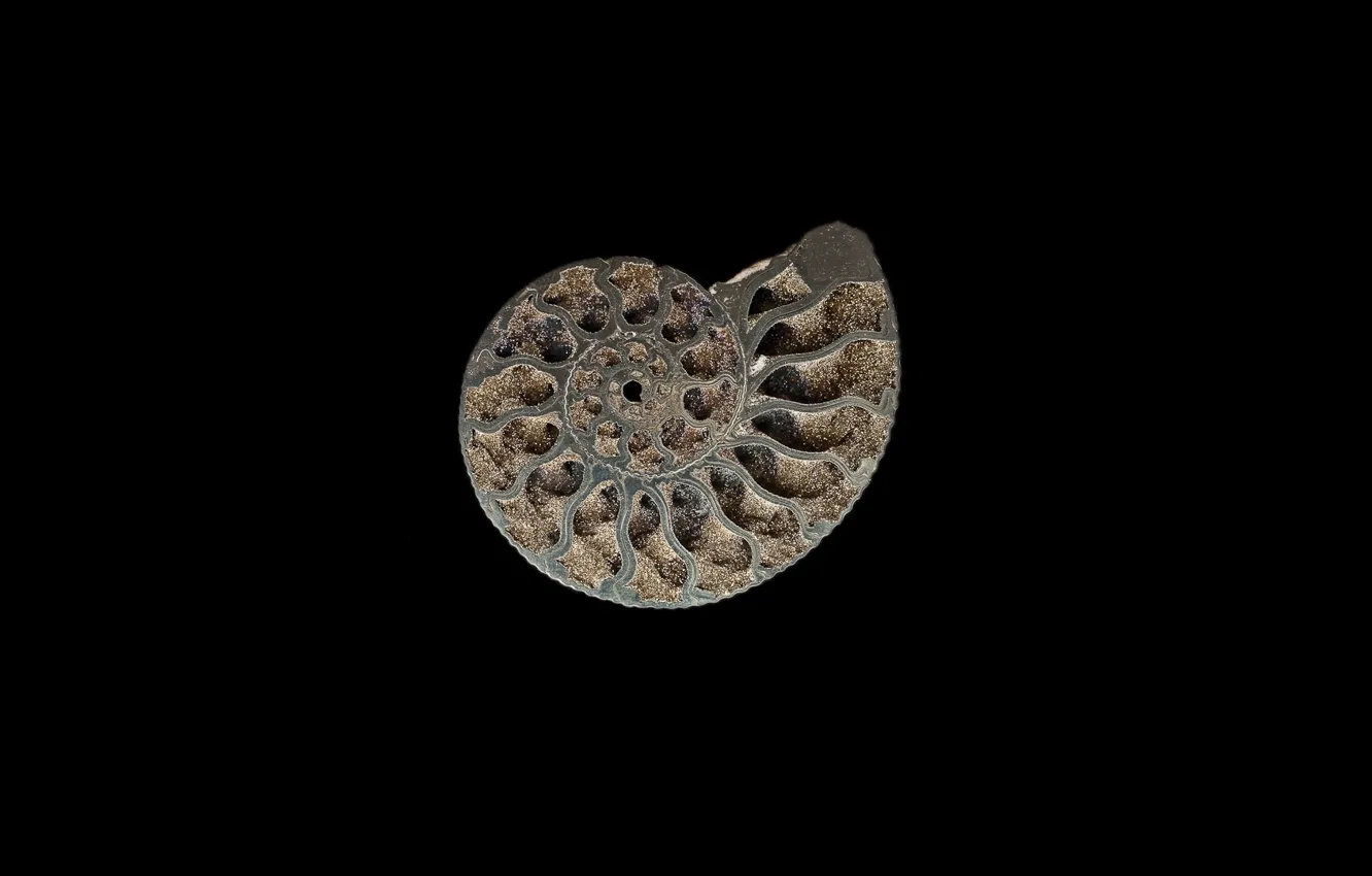 Photo wallpaper sand, sink, slice, Ammonite