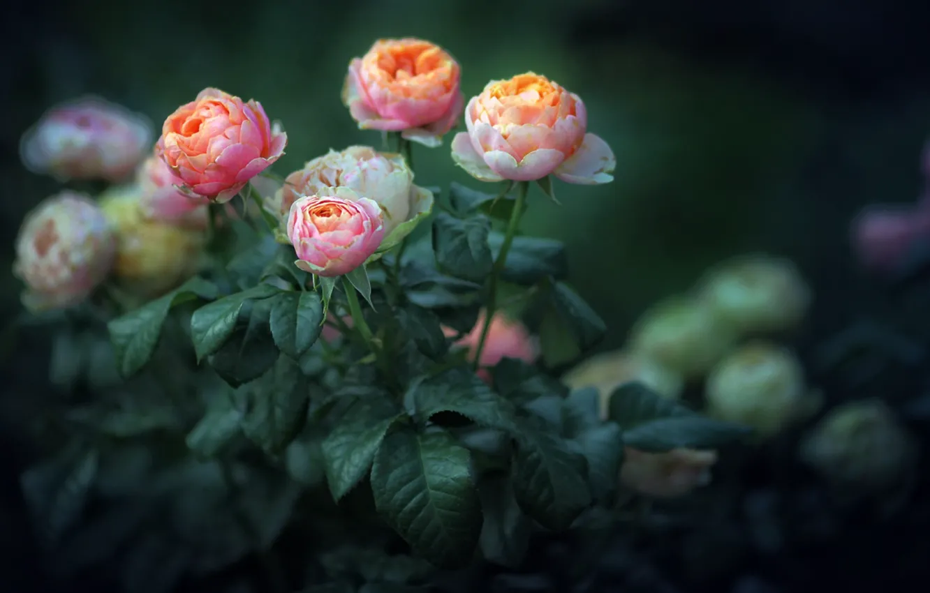 Photo wallpaper pink roses, the leaves of roses, blur the background