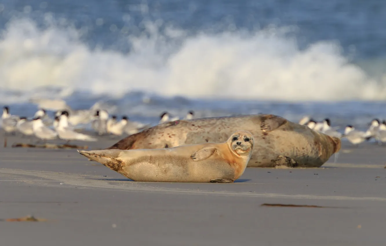 Photo wallpaper sand, sea, wave, beach, bird, shore, seal, baby