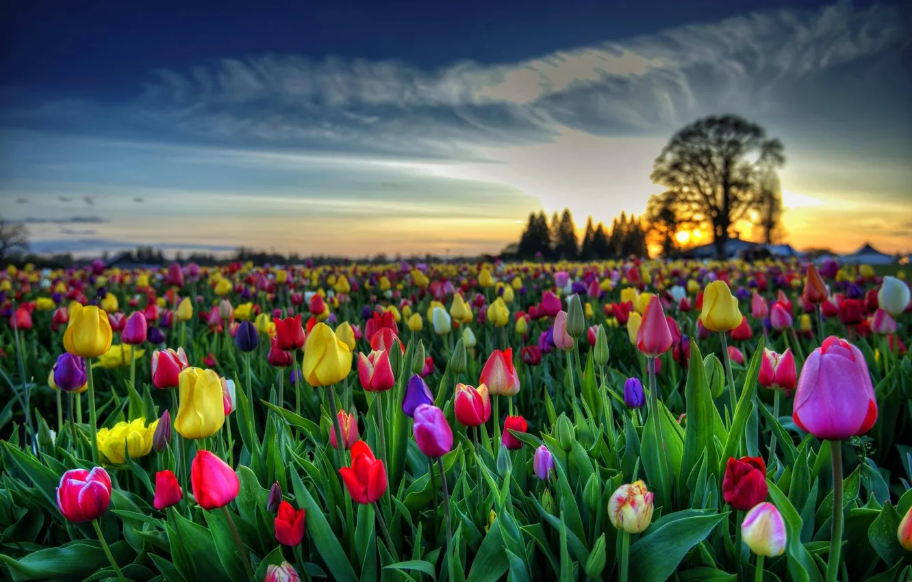 Photo wallpaper the sky, leaves, clouds, trees, sunset, flowers, bright, spring