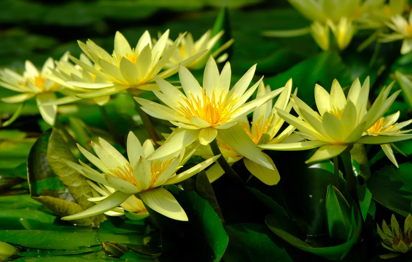 Photo wallpaper greens, leaves, flowers, lake, pond, yellow, petals, water lilies