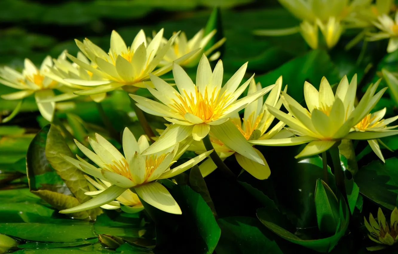 Photo wallpaper greens, leaves, flowers, yellow, lake, pond, petals, water lilies