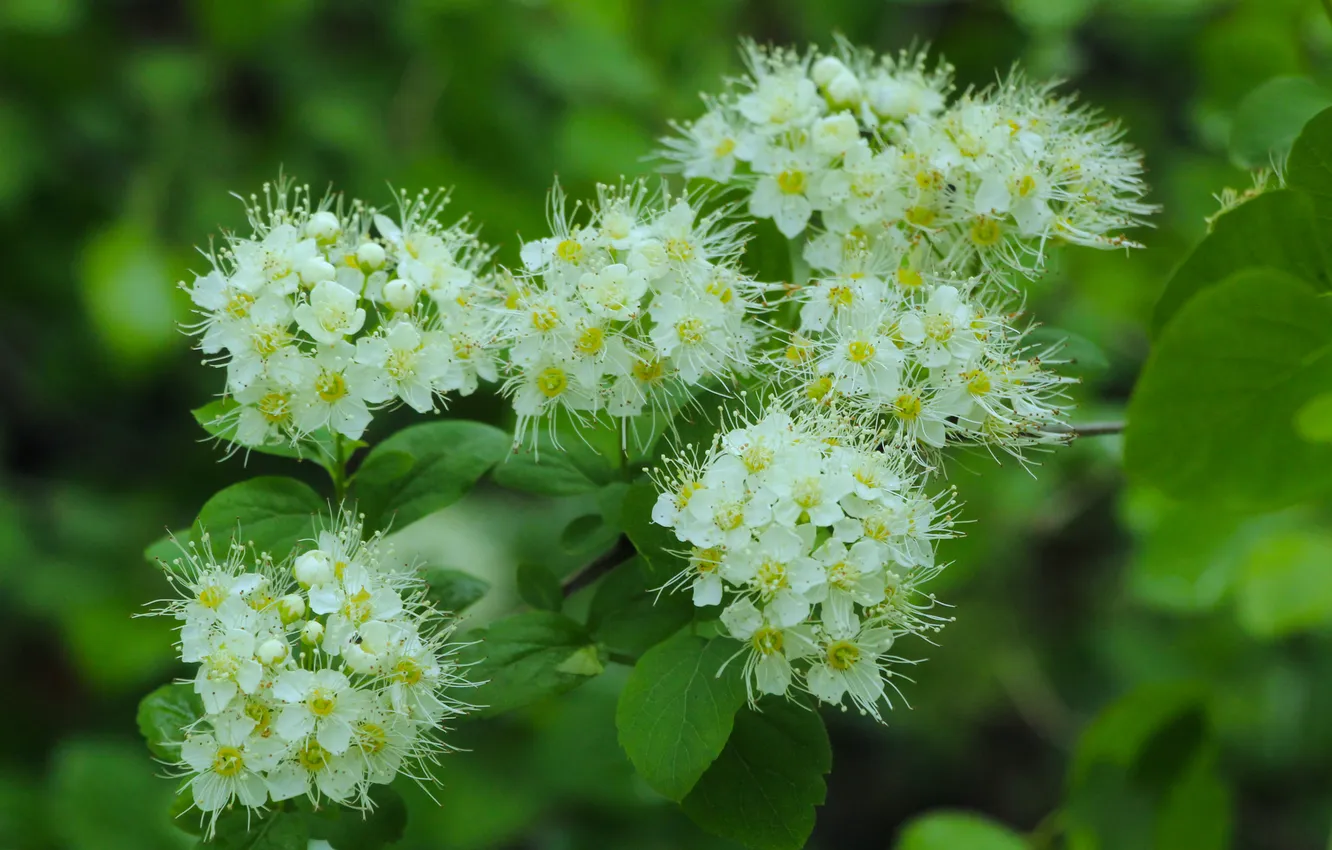 Photo wallpaper white, twigs, blooming