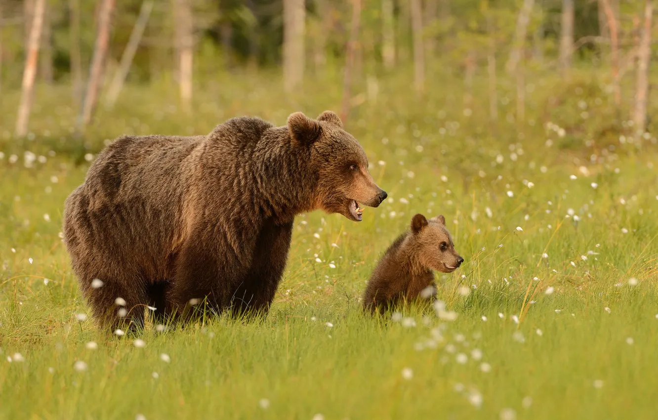 Photo wallpaper greens, forest, summer, grass, look, face, nature, pose