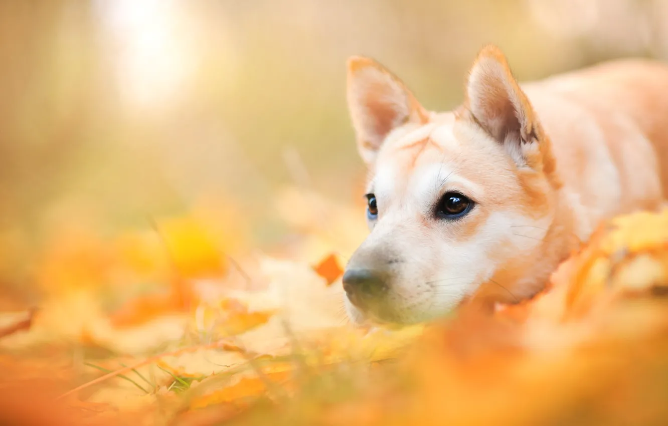 Photo wallpaper autumn, face, leaves, nature, animal, dog, dog