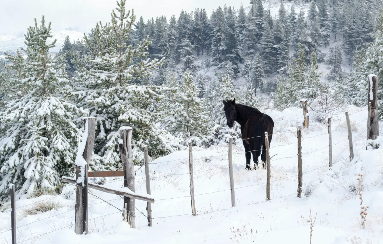 Photo wallpaper winter, frost, forest, snow, nature, horse, black, horse