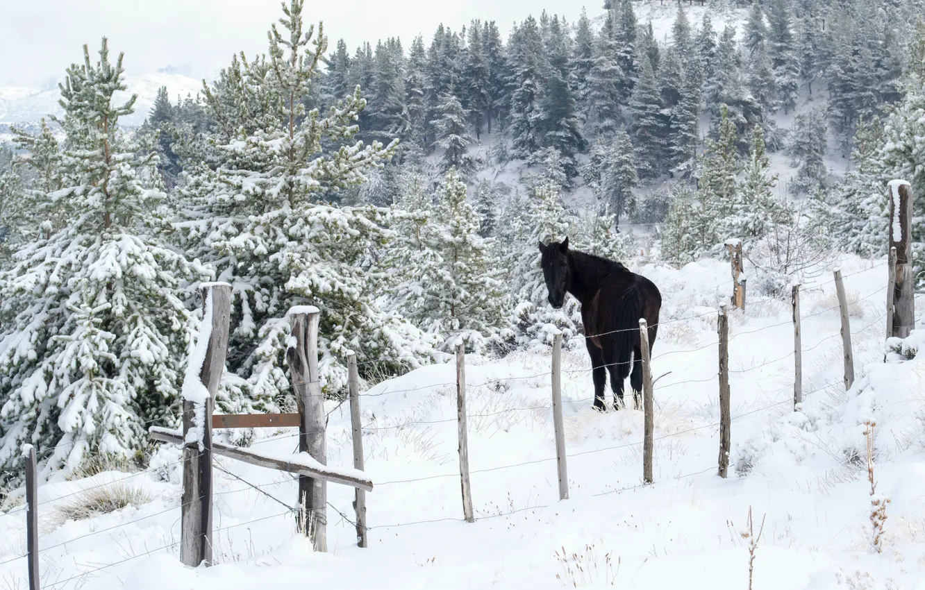 Photo wallpaper crows, horse, the snow, slope, snow, nature, winter, frost