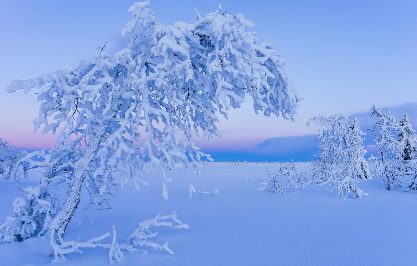 Photo wallpaper winter, snow, trees, morning, frost