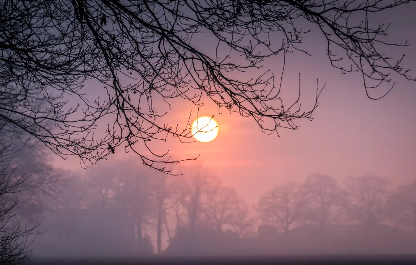 Photo wallpaper winter, the sun, sunset, branches, fog