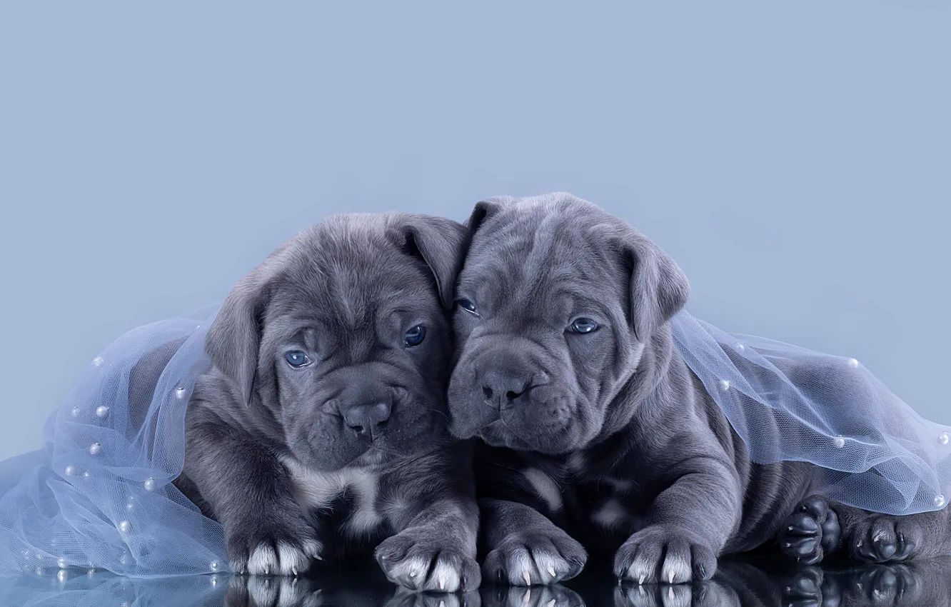Photo wallpaper animal, dog, puppy, cub, a couple, Cane Corso, Anna Oris