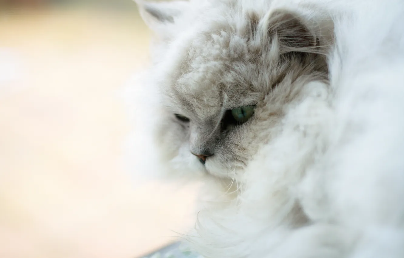 Photo wallpaper cat, cat, white, fluffy