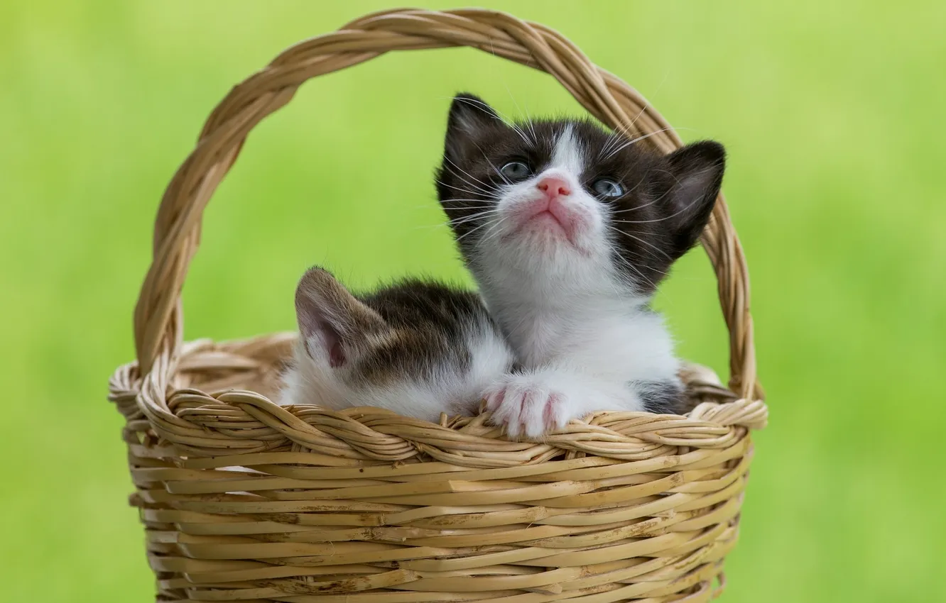Photo wallpaper basket, kittens, kids