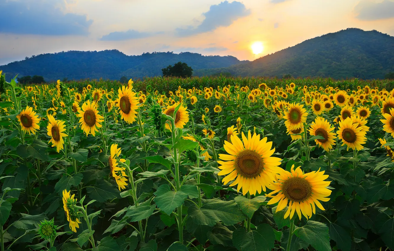 Photo wallpaper field, the sun, sunflowers, flowers, nature, hills
