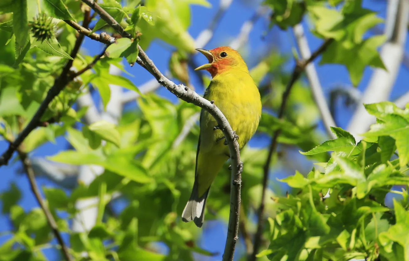 Photo wallpaper the sky, leaves, trees, branches, bird, beak, tail