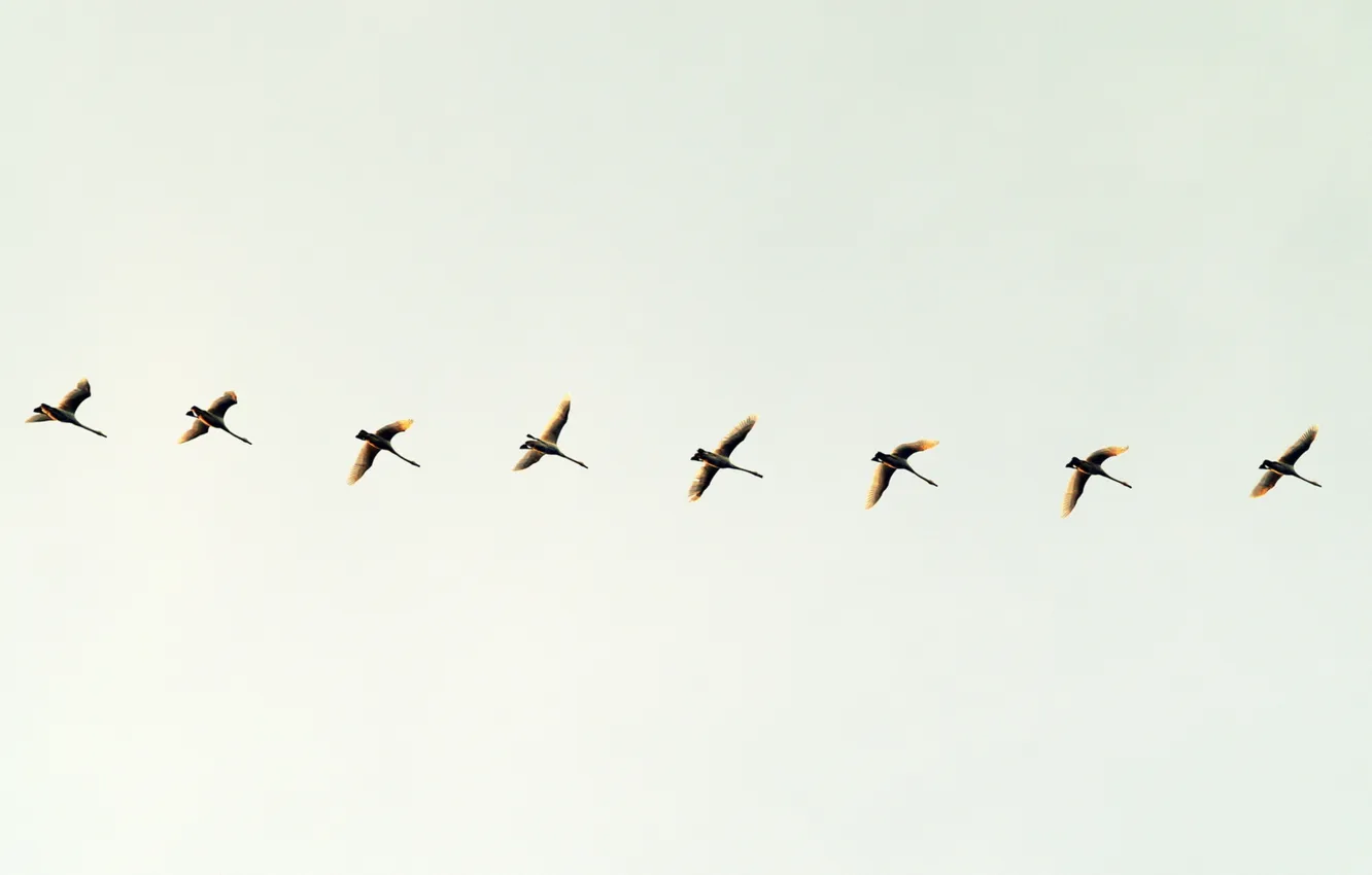Photo wallpaper the sky, flight, bird, minimalism