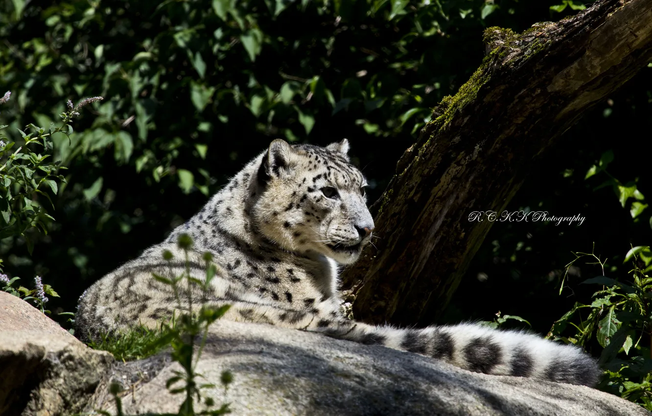 Photo wallpaper light, stones, stay, predator, IRBIS, snow leopard