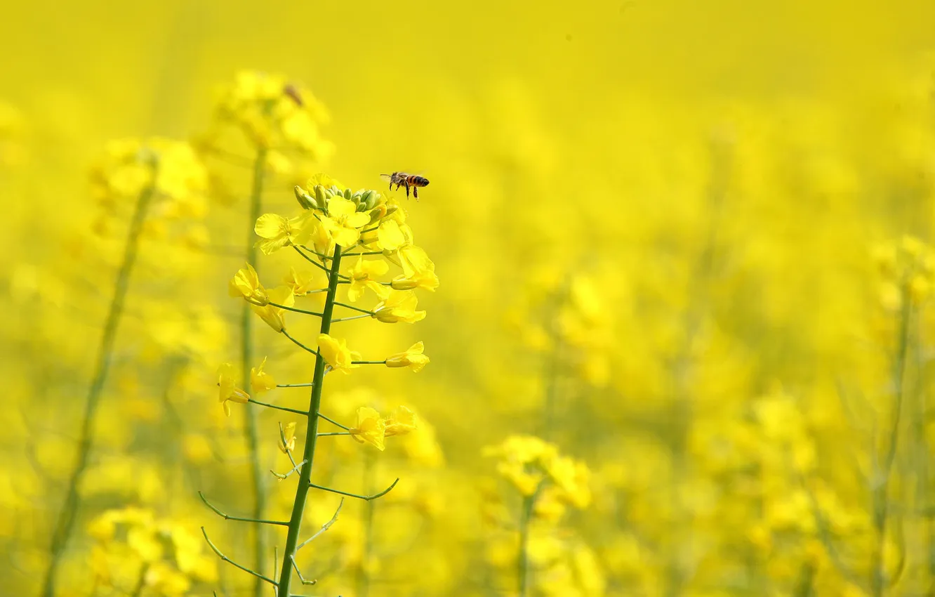 Photo wallpaper macro, flowers, yellow