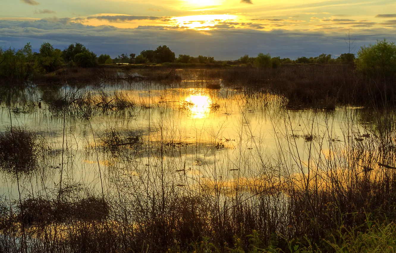 Photo wallpaper trees, sunset, lake, swamp, the evening