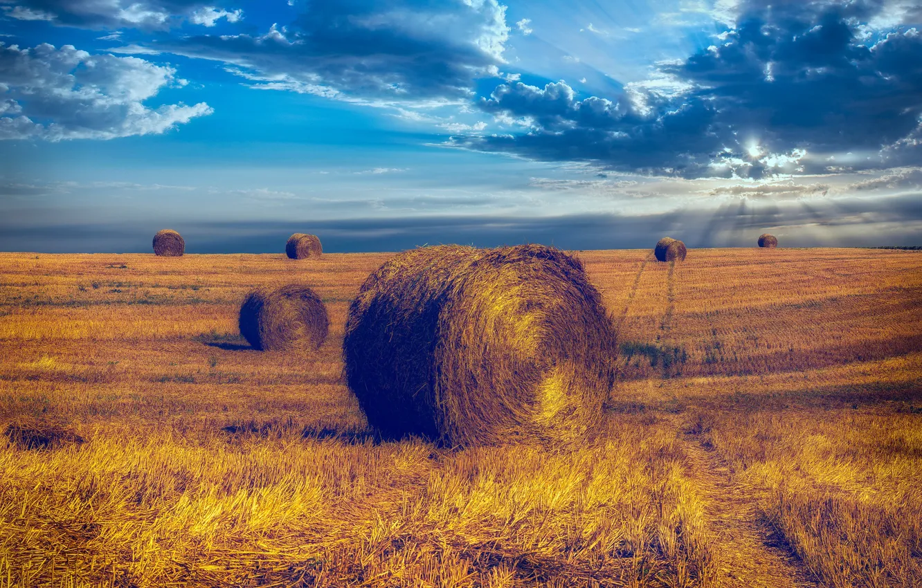 Photo wallpaper hay, bales, farmland