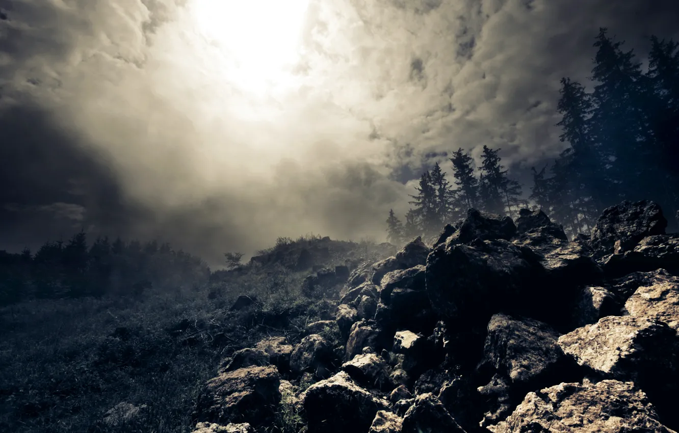 Photo wallpaper forest, clouds, fog, stones