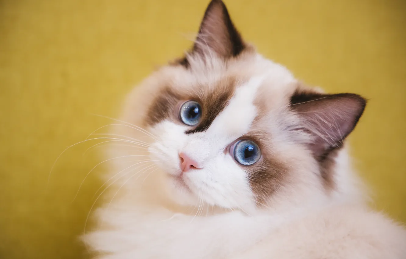 Wallpaper cat, white, cat, look, face, yellow, kitty, background images