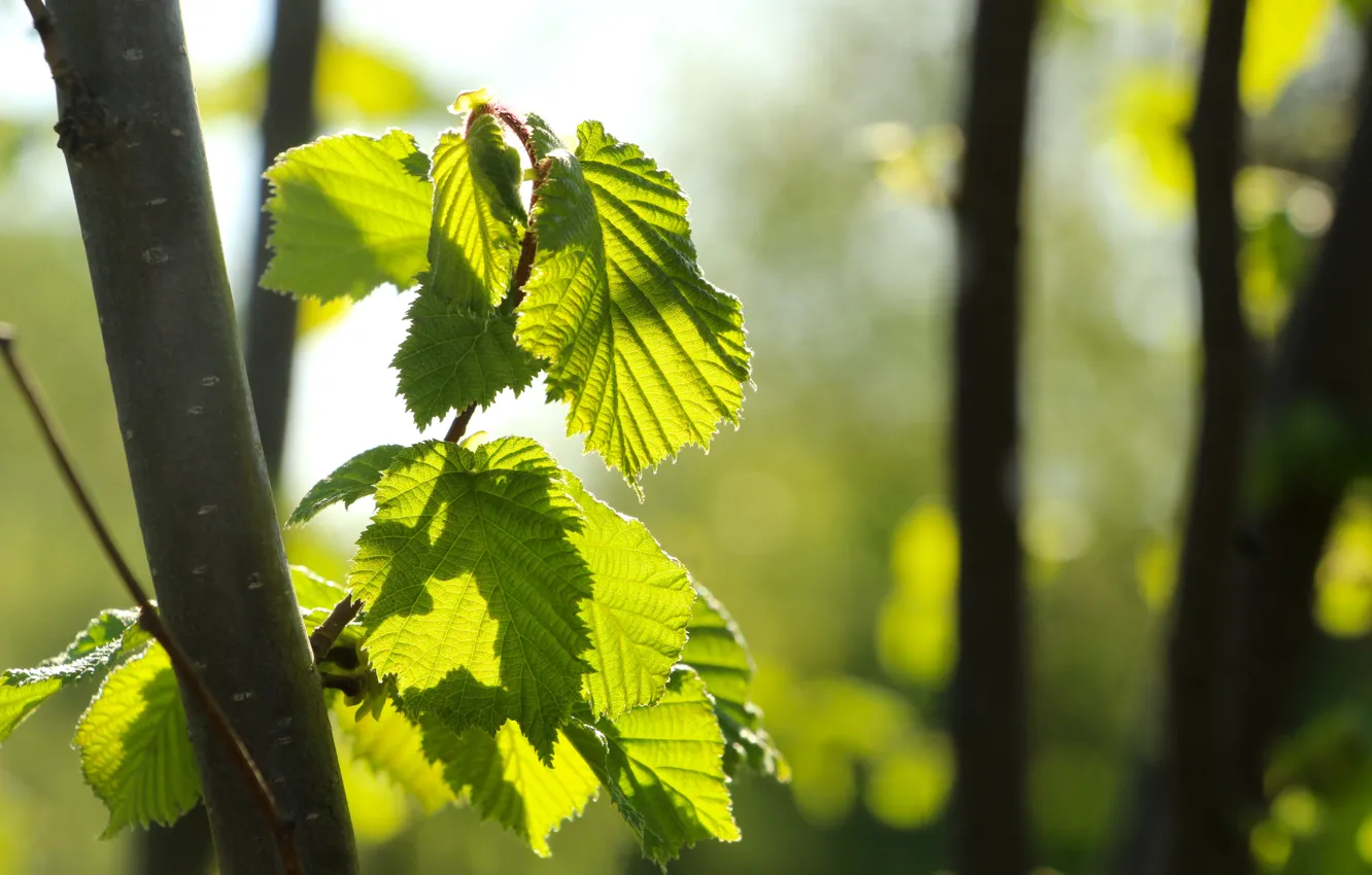 Photo wallpaper green, tree, leaf