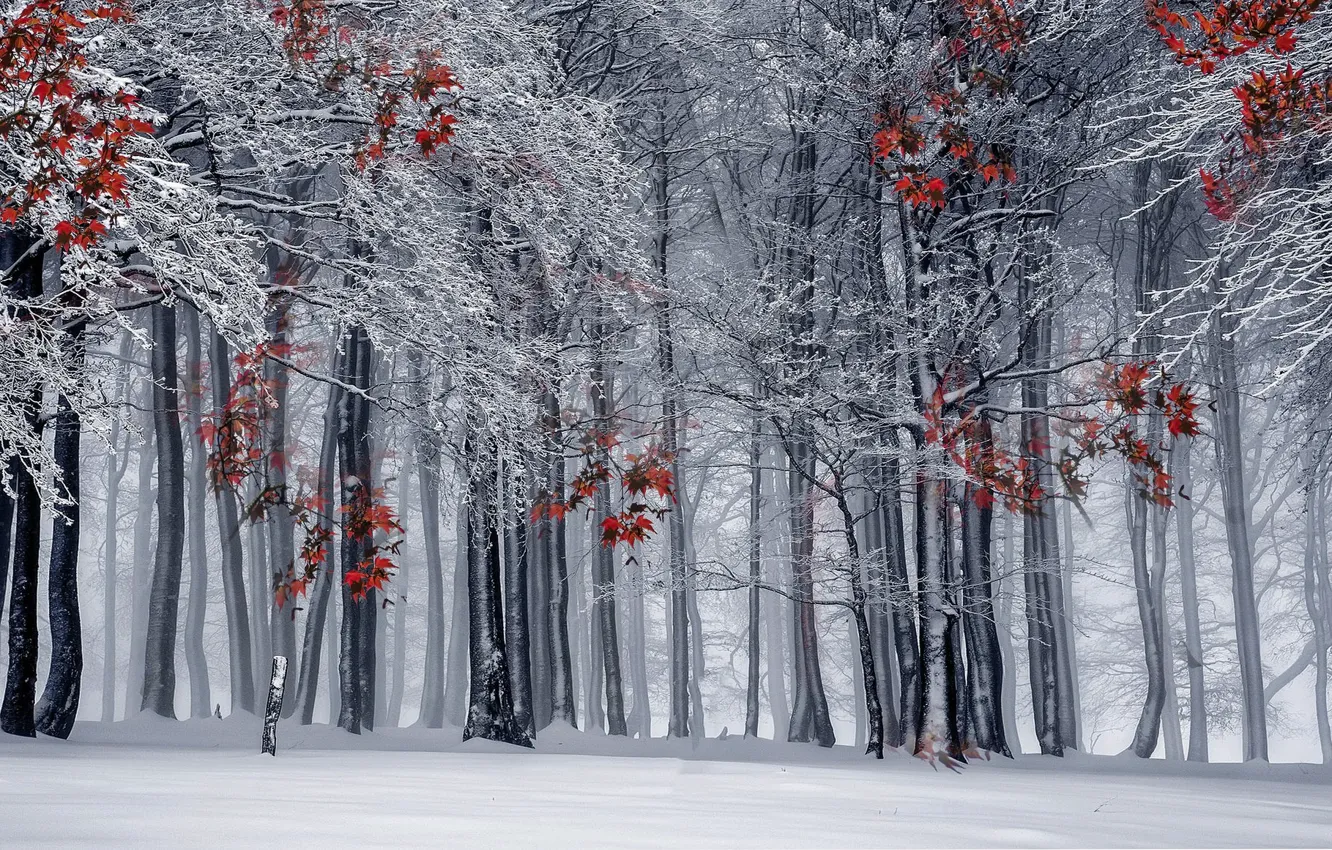 Photo wallpaper winter, forest, nature
