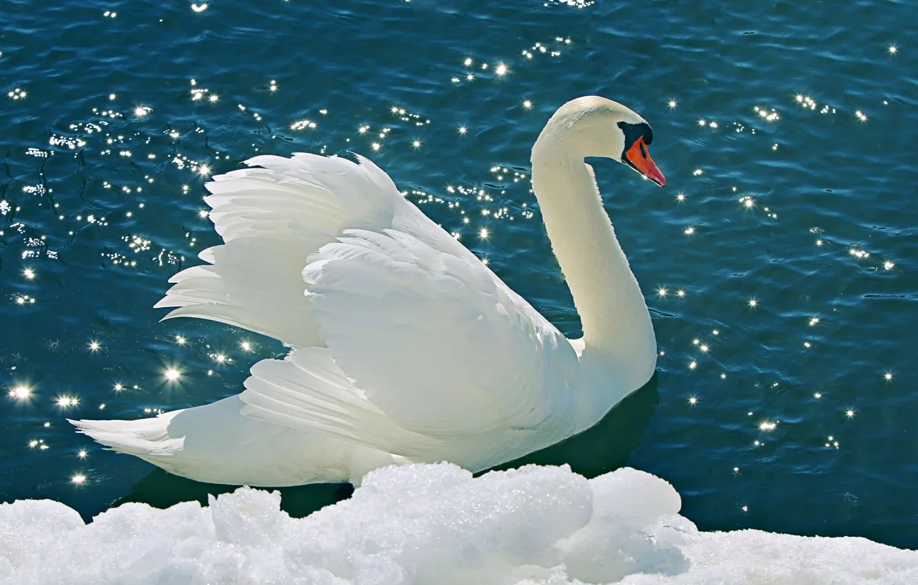 Photo wallpaper water, snow, nature, nature, water, white Swan, tender, Snow Swan