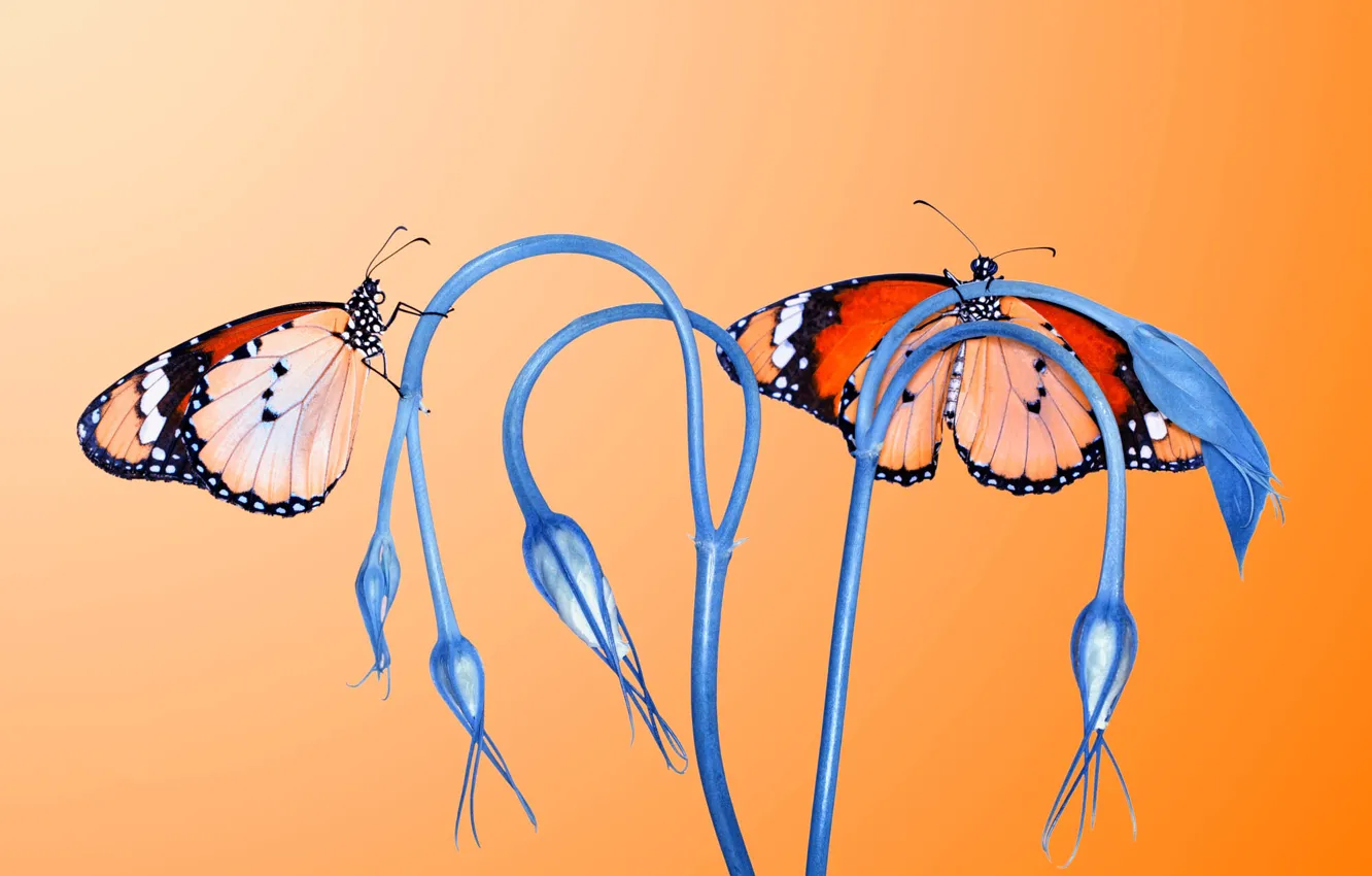 Photo wallpaper macro, flowers, butterfly, two, insect, Duo, buds