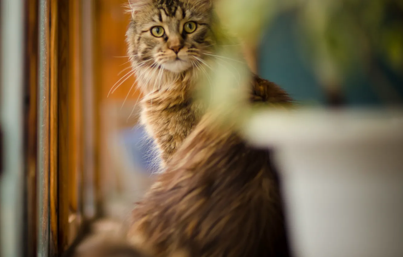 Photo wallpaper winter, animal, red, British fold, DOMAINEERING, mainecoon