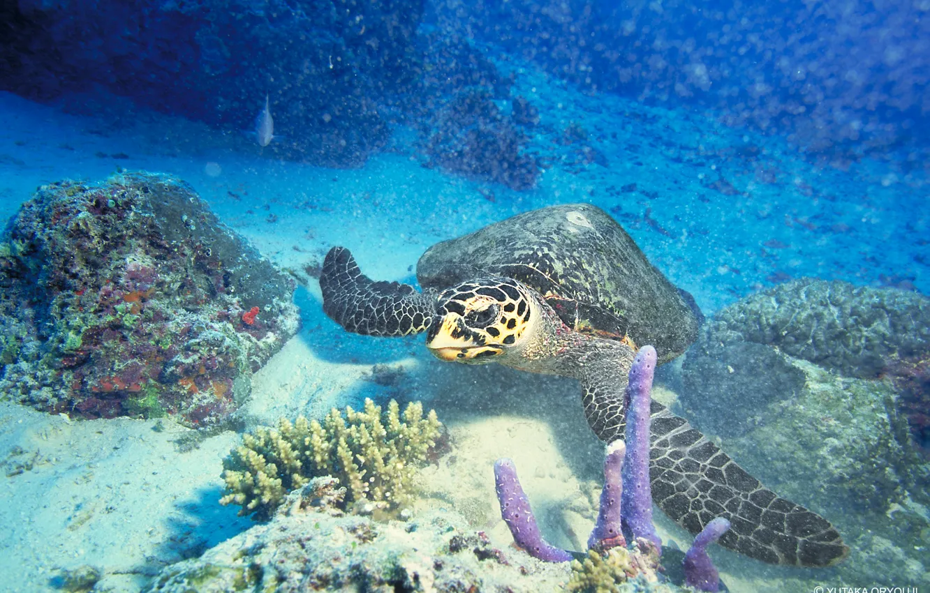 Photo wallpaper sea, the ocean, corals, underwater world