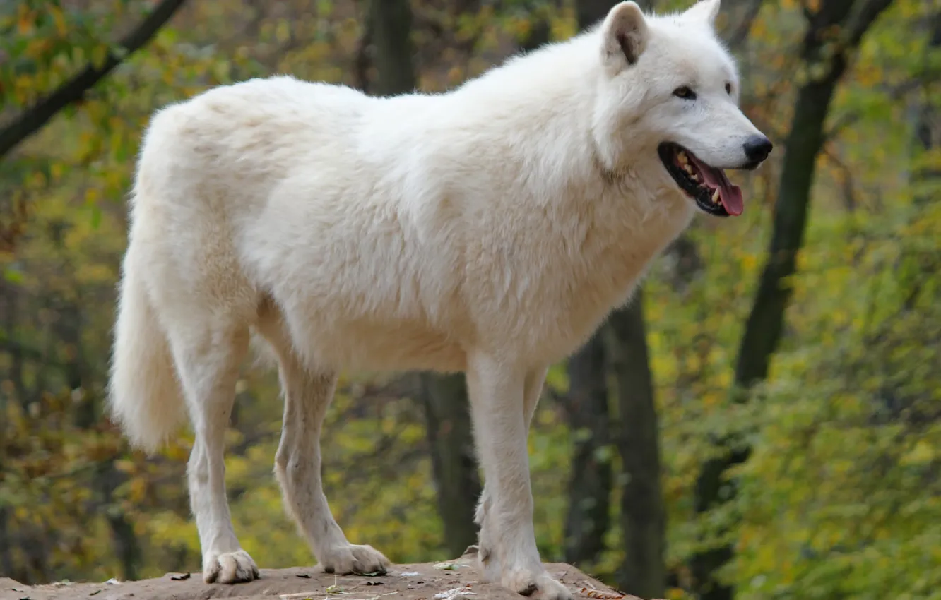 Photo wallpaper nature, predator, animal, wolf, wildlife, portrait, portrait., Canis lupus. face