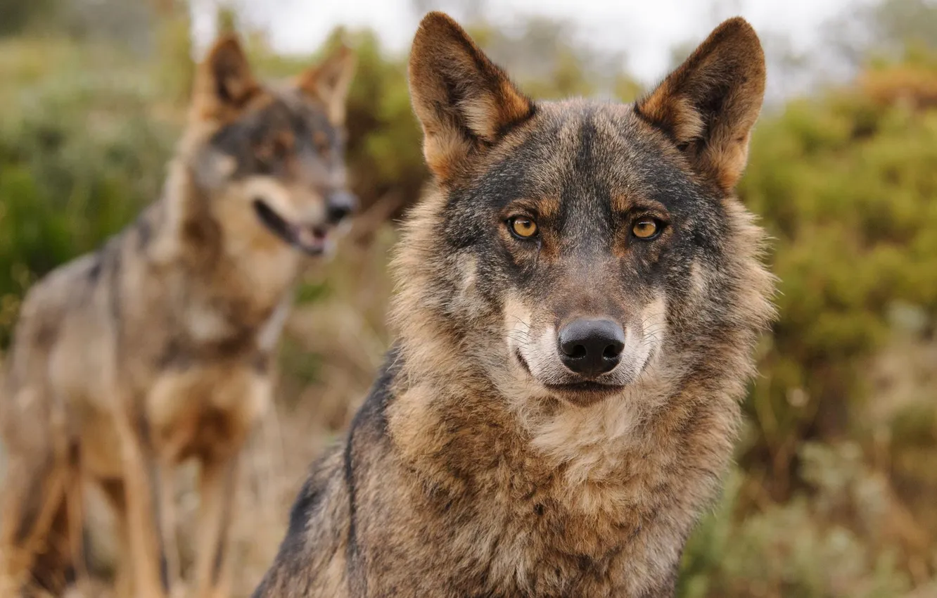 Photo wallpaper nature, Gray Wolf, face, animal, wolf, canis lupus, wildlife, head