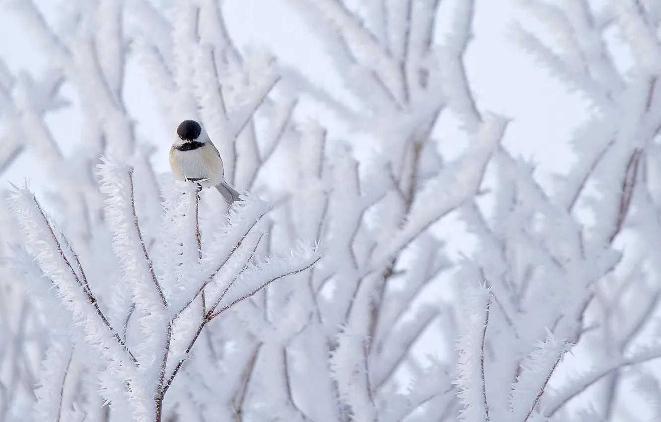 Photo wallpaper snow, nature, tree, bird, Tit