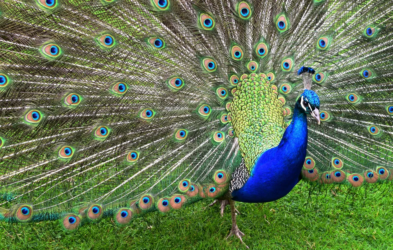 Photo wallpaper grass, blue, nature, green, bird, pattern, feathers, tail