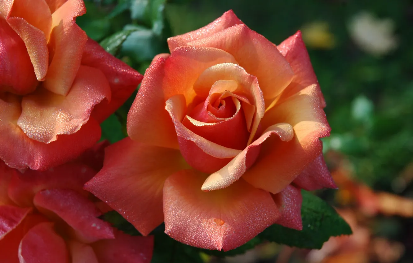 Photo wallpaper flowers, roses, buds, flowering