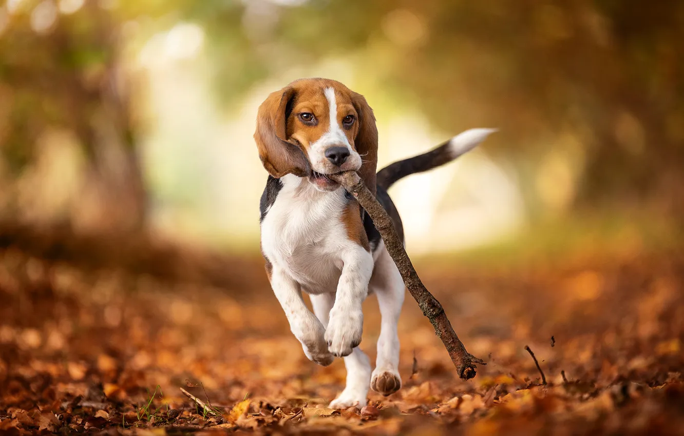 Photo wallpaper autumn, branches, Park, foliage, the game, dog, running, puppy