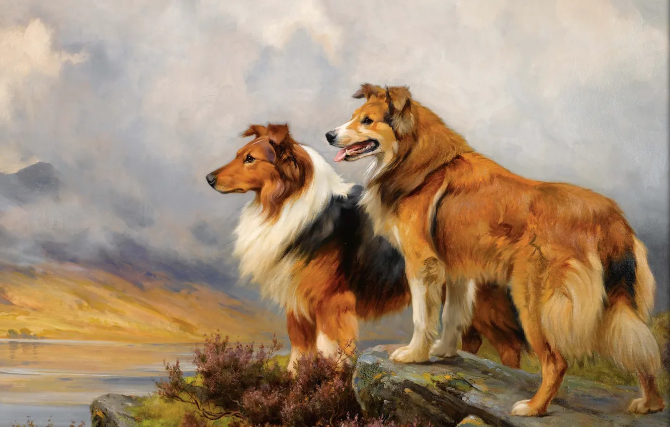 Photo wallpaper dog, picture, pair, painting, collie