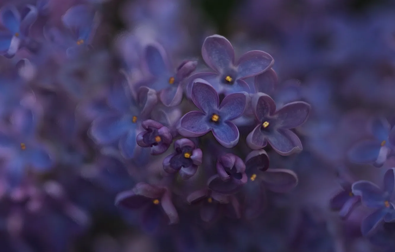 Photo wallpaper macro, spring, art, lilac