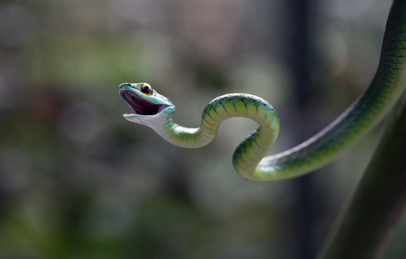 Photo wallpaper glare, background, snake
