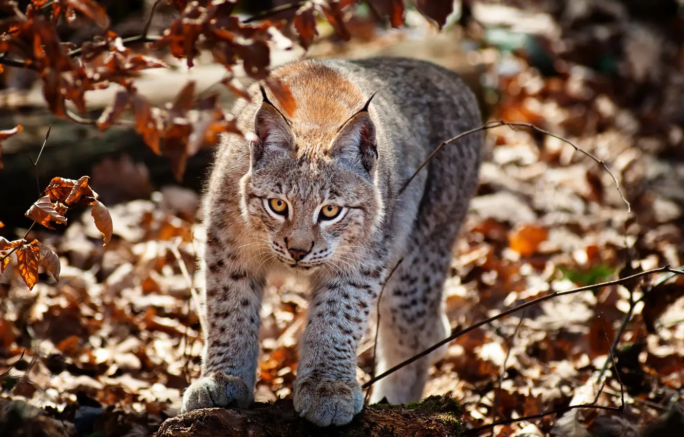 Photo wallpaper cat, foliage, Lynx