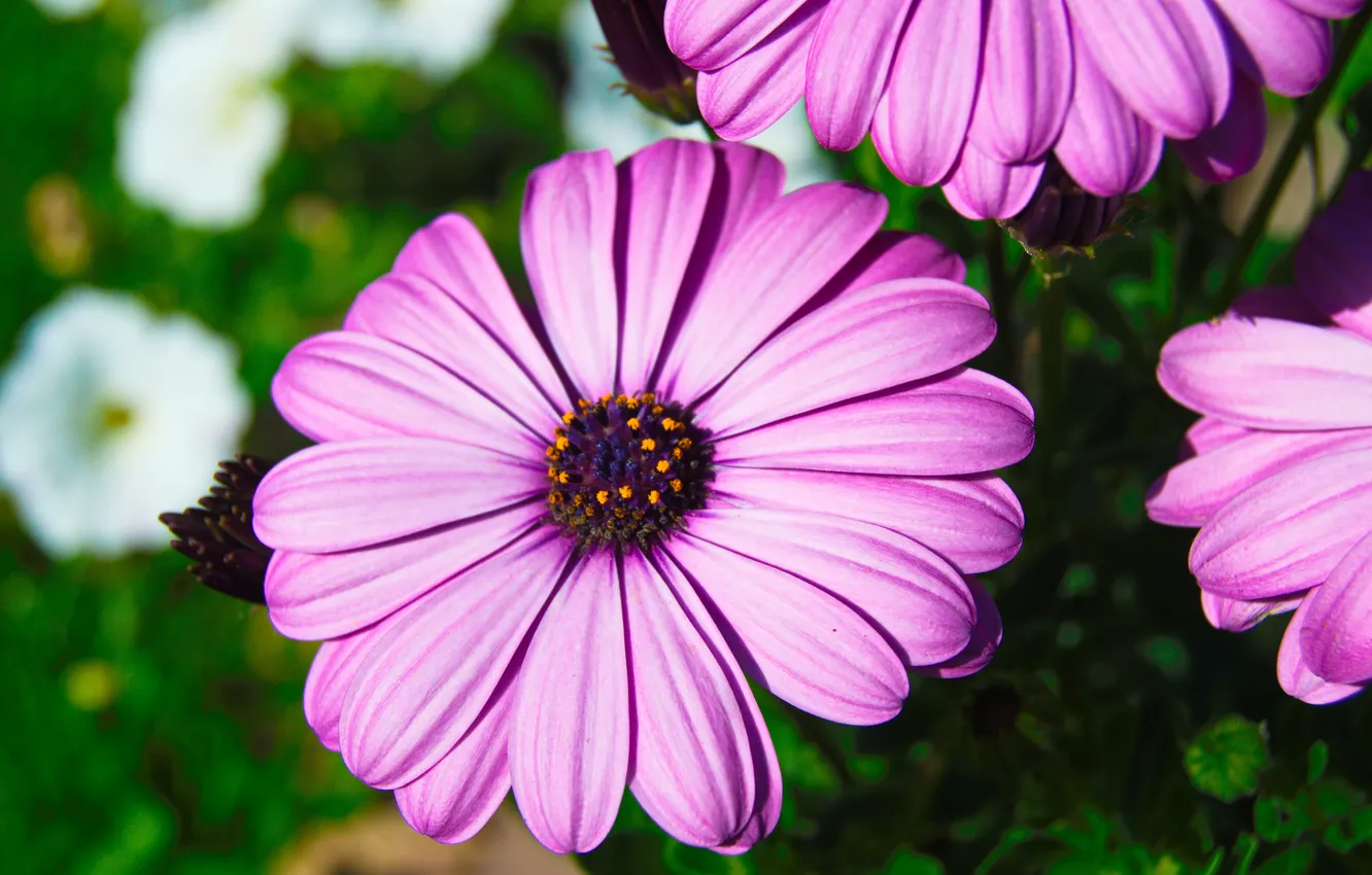 Photo wallpaper flowers, nature, plant