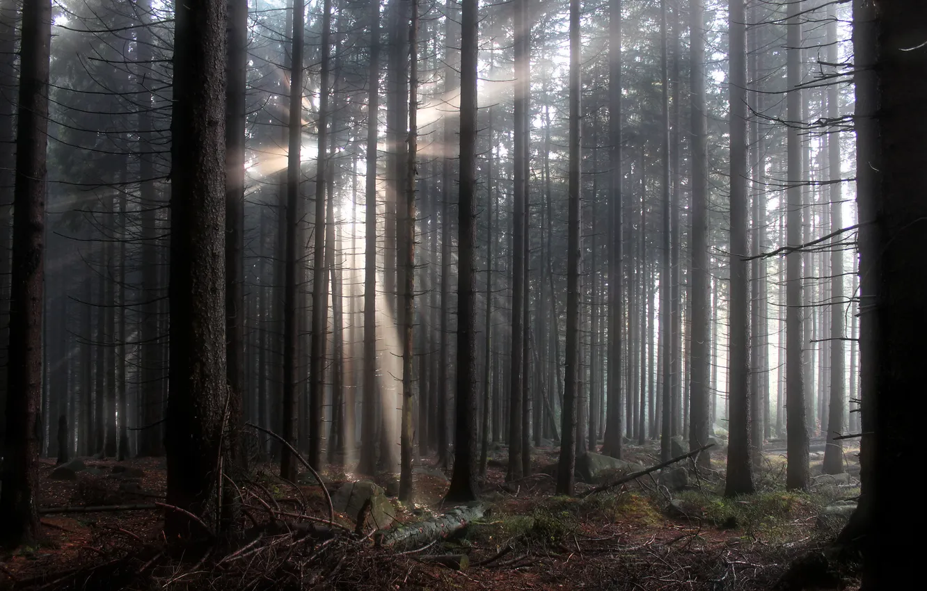 Photo wallpaper forest, rays, light, nature