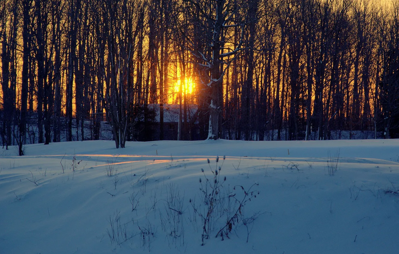 Photo wallpaper snow, trees, sunset, home