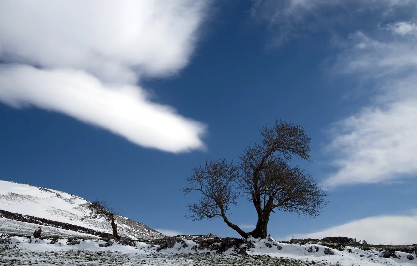 Photo wallpaper the sky, trees, landscape, nature, spring