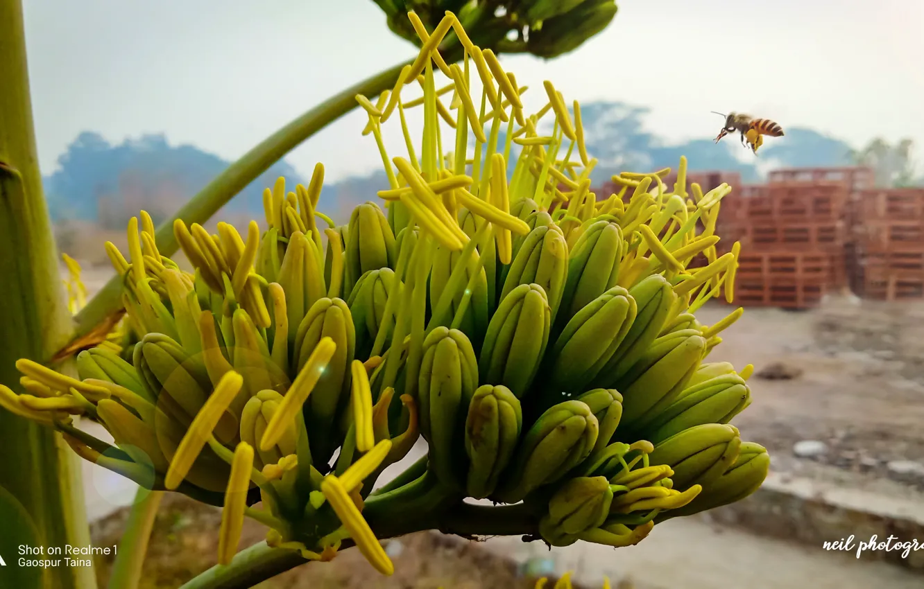 Photo wallpaper green, Day, plant, bee, NEIL Photography, Khurja