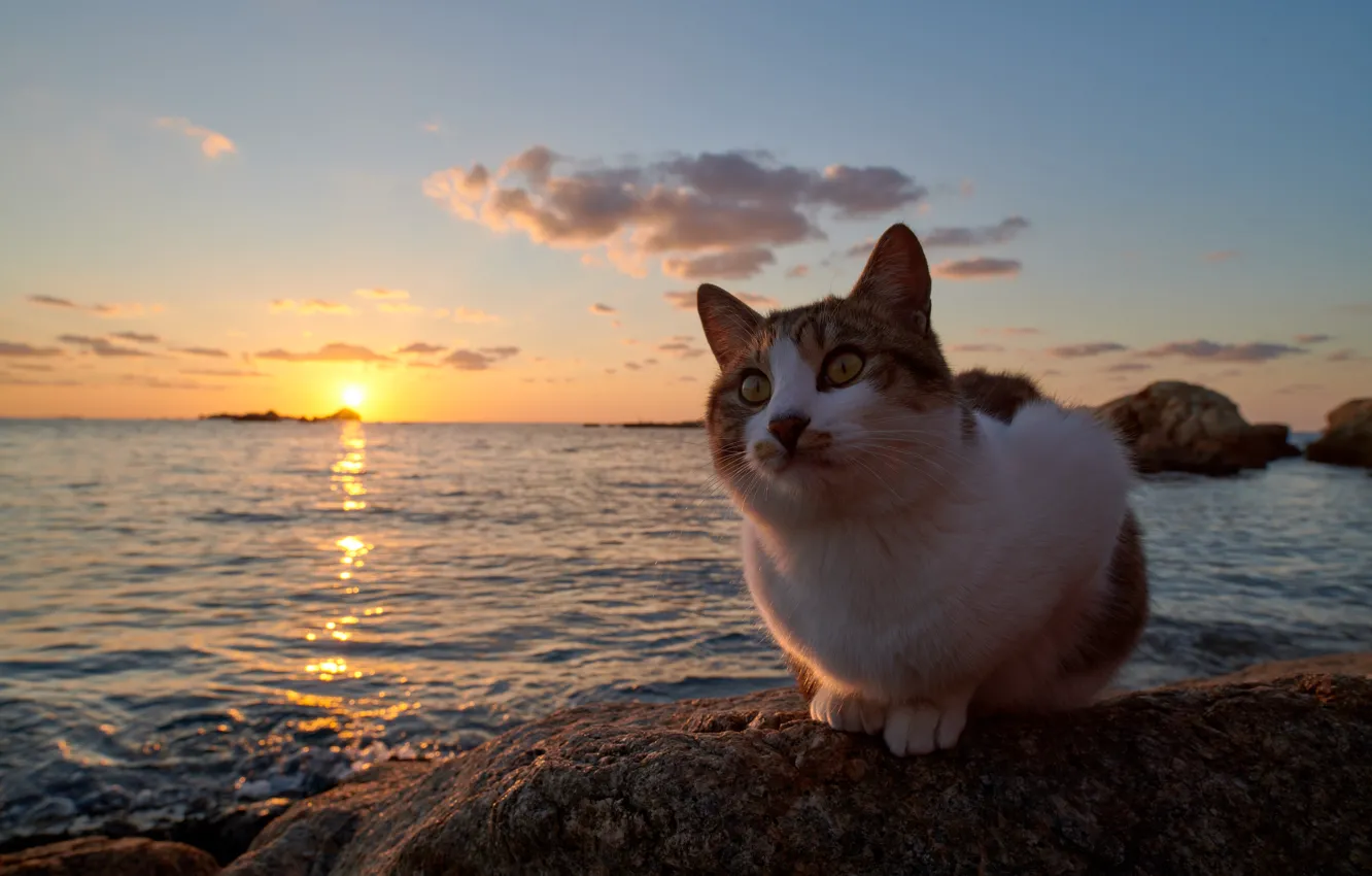 Photo wallpaper cat, sunset, the ocean