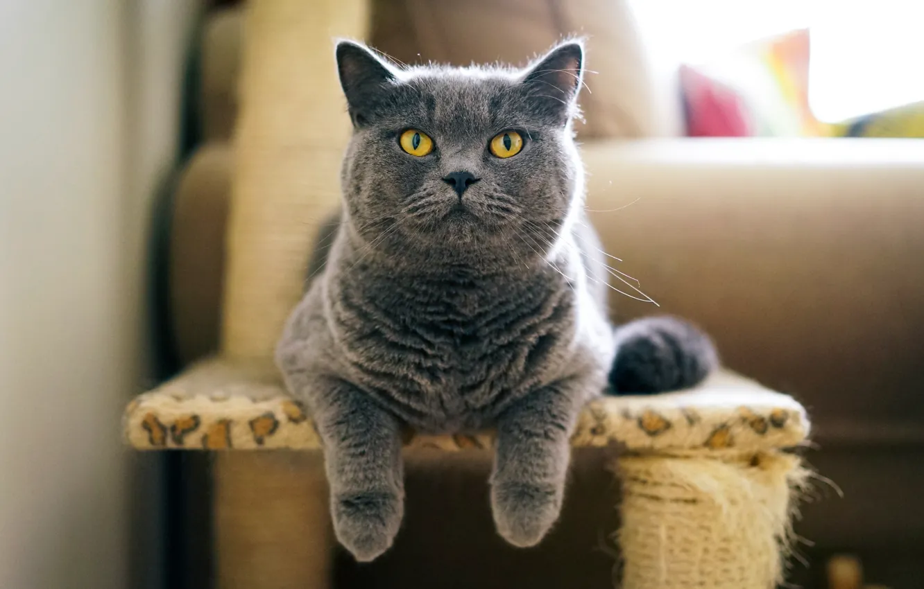 Photo wallpaper cat, grey, British