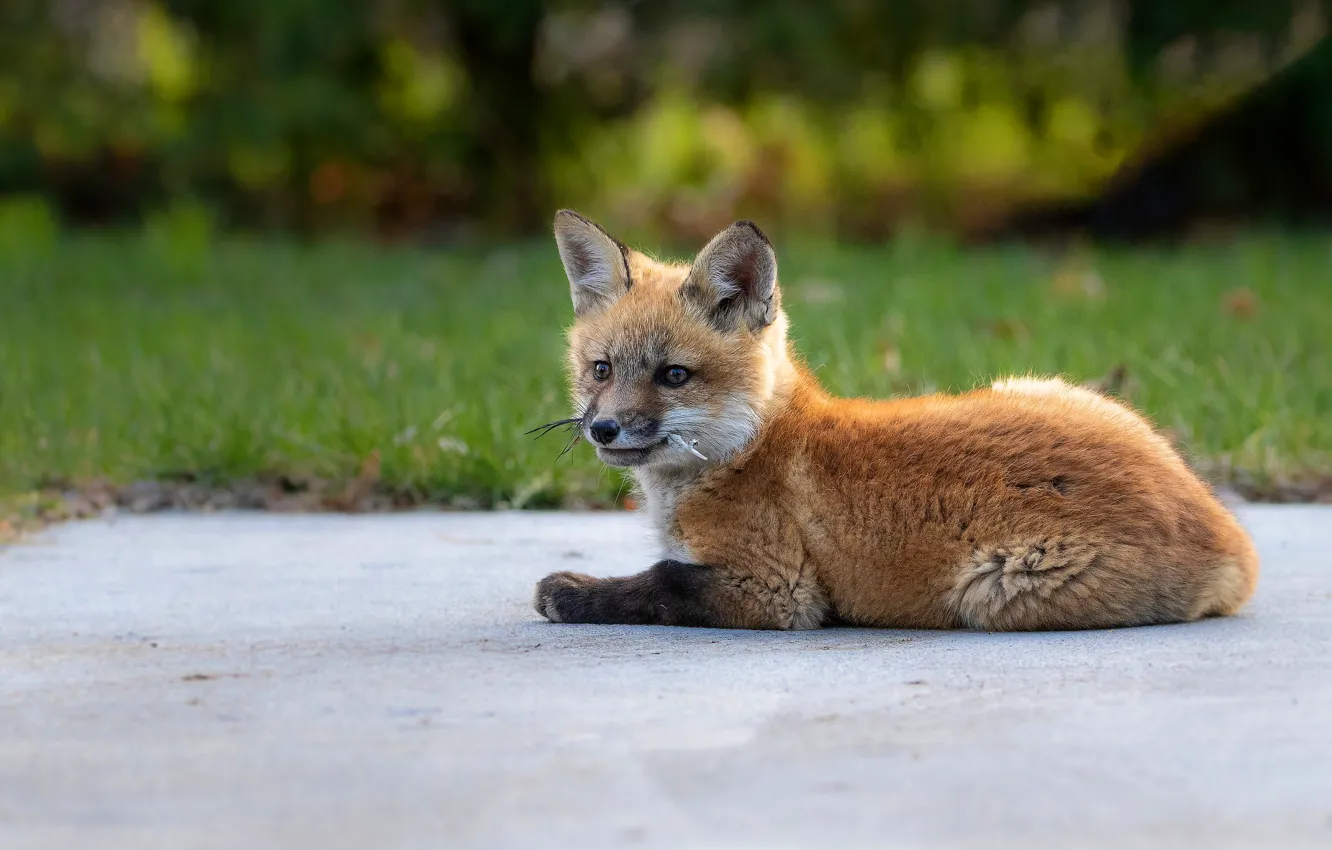 Photo wallpaper a feather, lies, Fox, Fox