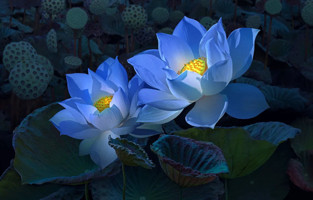 Photo wallpaper flowers, the dark background, treatment, blue, art, Lotus, Lotus, two